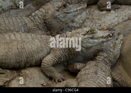 Gruppo di caimani Aspettando il sorgere del sole in un piccolo porto in Amazzonia ecuadoriana Foto Stock