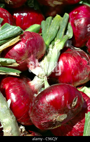 Fresche le cipolle rosse con steli in vendita in un bin al outdoor Mercato Agricolo Foto Stock