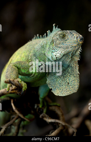 Maschio adulto Iguana lucertola in posa Foto Stock