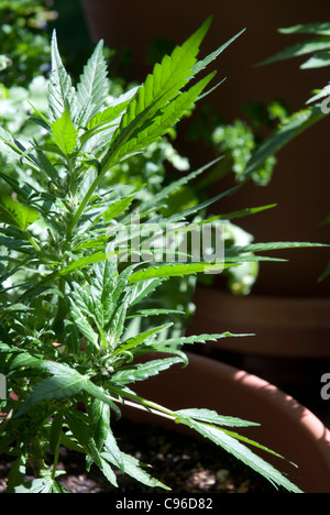 Giovani 'Woody Kush' pianta di cannabis crescere all'aperto alla luce diretta del sole Foto Stock