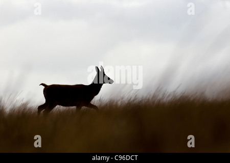 Giovane maschio Red Deer a piedi attraverso la brughiera di erba a ALBA Foto Stock
