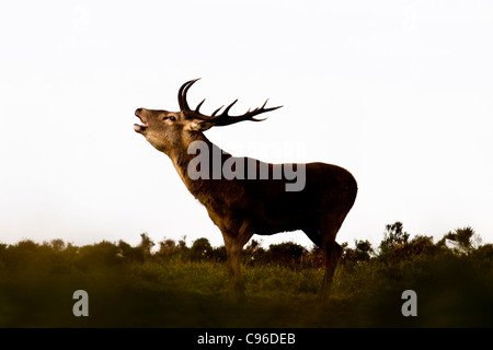 Red Deer stag ruggente alla prima luce Foto Stock