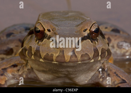 Smoky Jungle Frog (Leptodactylus pentadactylus) centrale di American Bullfrog - Costa Rica Foto Stock