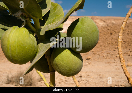 Il Deserto della Giudea ,a sud di Gerusalemme, mele di Sodoma Foto Stock