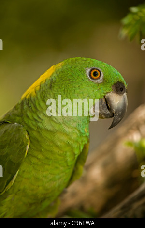 Giallo-naped Amazon (Amazona auropalliata) - Costa Rica(giallo-naped Parrot) - Captive Foto Stock