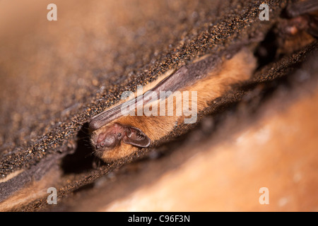 Pipistrelle Bat; Pipistrellus pipistrellus; Cornovaglia; Regno Unito; sono ' appollaiati Foto Stock