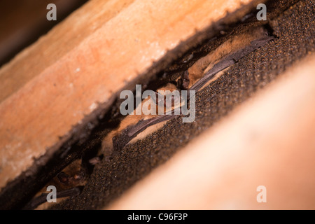 Pipistrelle Bat; Pipistrellus pipistrellus; Cornovaglia; Regno Unito; sono ' appollaiati Foto Stock