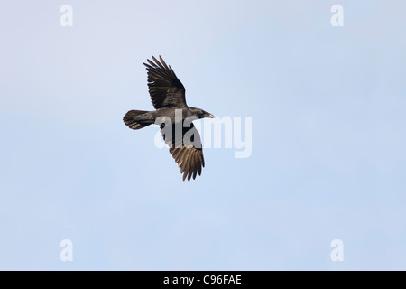 Raven; Corvus corax; in volo; Regno Unito Foto Stock