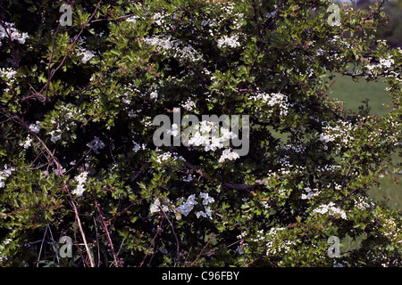 Biancospino in fiore Alderley Edge cheshire england Foto Stock