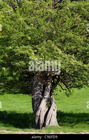 Biancospino in fiore Alderley Edge cheshire england Foto Stock