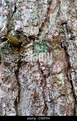 Dettaglio del tronco e la corteccia di un vecchio albero Foto Stock