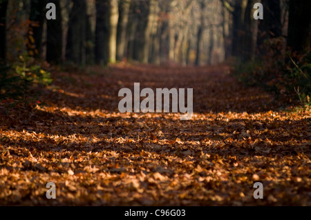 Foglie di autunno tappeto un percorso attraverso un viale di alberi nel fitto bosco Foto Stock