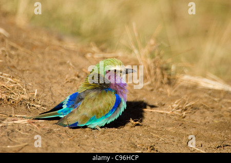 Africa, Kenia Masai Mara, lilla-breasted permanente del rullo su gorund. Foto Stock