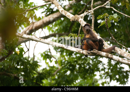 America centrale, Costa Rica, SPider Monkey madre e chld arroccato nella struttura ad albero. Foto Stock