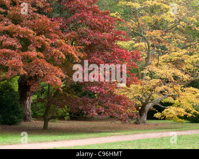 Il meraviglioso rosso, giallo e verde di Acer in autunno in una bella giornata di sole Foto Stock