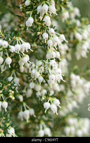 Albero di erica (Erica arborea) Foto Stock