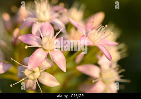 Silver Dollar impianto (Crassula arborescens subsp. undulatifolia) Foto Stock