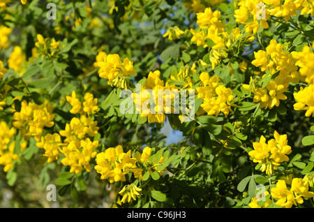 Scorpione (Coronilla valentina subsp. Glauca) Foto Stock