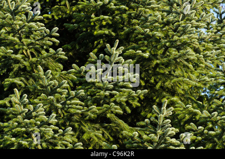 Pino (Pinus sylvestris) - Legni rossi Foto Stock