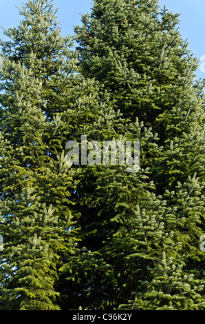 Pino (Pinus sylvestris) - Legni rossi Foto Stock