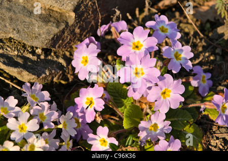 Comon primula (Primula vulgaris subsp. sibthorpii) Foto Stock