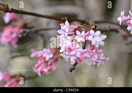 Inverno viburnum (viburnum x bodnantense 'dawn') Foto Stock