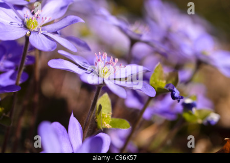 Liverwort (Hepatica nobilis) Foto Stock