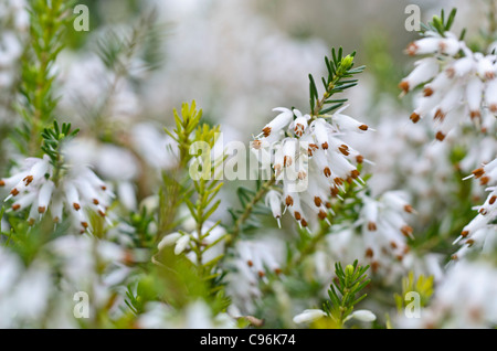 Inverno erica (Erica carnea 'springwood bianco' syn. erica herbacea 'springwood bianco") Foto Stock