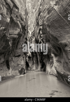 Stream e pareti del canyon. Parco Nazionale di Zion, Utah. Foto Stock