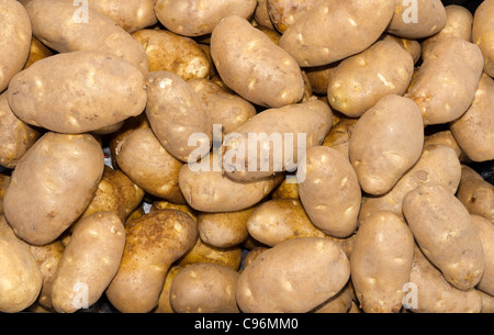 Appena raccolto russet Idaho Cottura patate sul display nel mercato del contadino Foto Stock