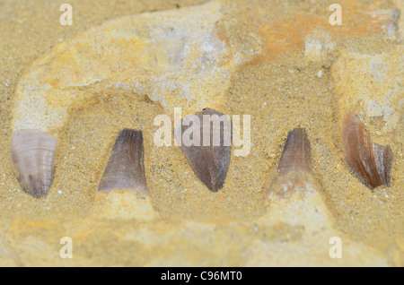 Fossile di denti e ossa di ganascia da mosasaur nella matrice di roccia. Foto Stock