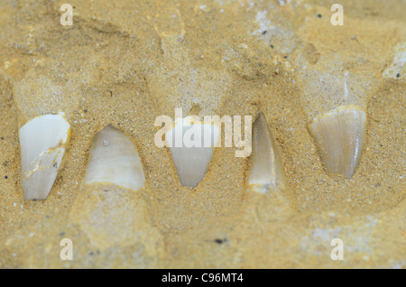 Fossile di denti e ossa di ganascia da mosasaur nella matrice di roccia. Foto Stock