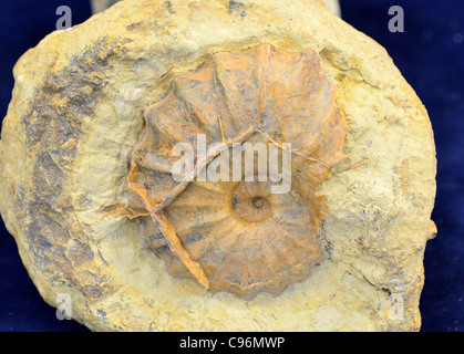 Ammonita fossile nella matrice di roccia. Foto Stock