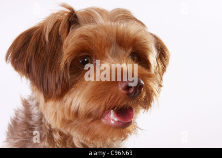 Un Yorkshire Terrier barboncino cucciolo o un Yorkiepoo Foto Stock