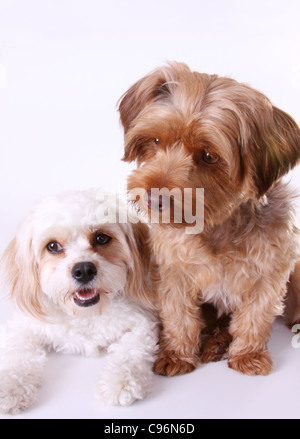 Yorkshire Terrier barboncino e Cavalier King Charles Spaniel cuccioli Foto Stock