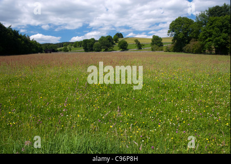 Fieno tradizionale prato con fiori selvatici in Pronto per il taglio. Teesdale superiore, UK. Foto Stock