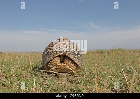 Leopard tartaruga nel suo guscio sul Masai Mara Foto Stock