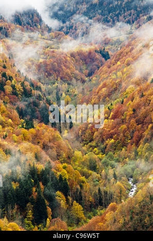 Paesaggio della valle in autunno con un sacco di alberi differenti specie di fiume e sul fondo