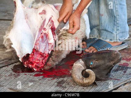 Essendo di ovini macellati nel modo tradizionale per il musulmano festa di Eid Foto Stock