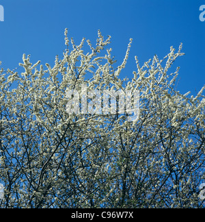 Fiori bianchi di prugnolo (Prunus spinosa contro un ritardo blu cielo invernale Foto Stock