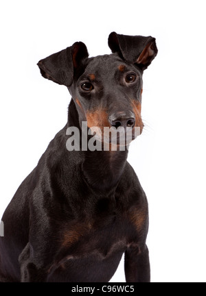 Un manchester terrier a dieci mesi di età Foto Stock