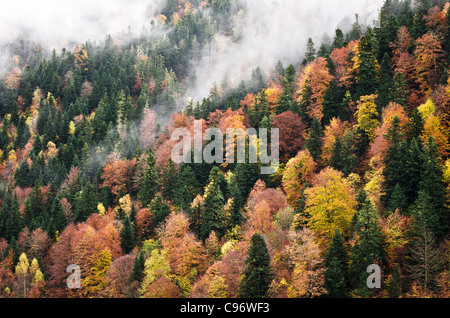 Paesaggio della foresta in autunno con un sacco di diverse specie di alberi