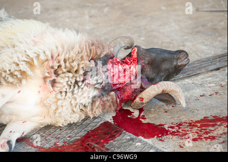 Essendo di ovini macellati nel modo tradizionale a avente la sua gola tagliata per il musulmano festa di Eid Foto Stock