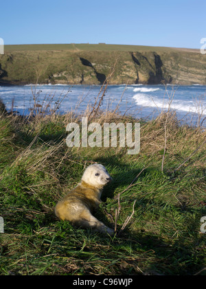 dh Atlantic Seal Pups SIGILLA UK Scottish Young neonato grigio foca cucciolo costa alichoerus grypus cuccioli gran bretagna orkney baby cucciolo scozia Foto Stock