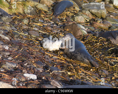 dh Atlantic Seals SIGILLA UK Baby Eearless atlantic Grey SEAL cucino che gioca madre foca costa rocciosa scozia roccia alichoerus grypus cub spiaggia nessuno Foto Stock