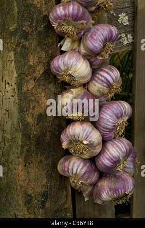 Aglio appesi su una vecchia recinzione di legno Foto Stock