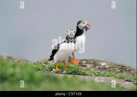 I puffini piedi su rocce con beakful di cicerelli Foto Stock