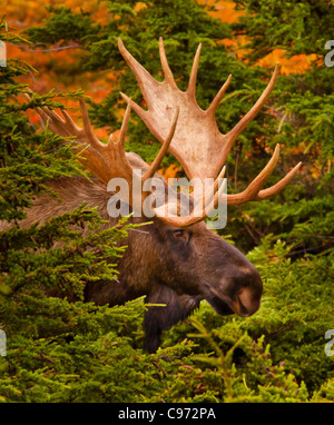 CHUGACH STATE PARK, Alaska, Stati Uniti d'America - Bull alci, Alces alces. Foto Stock