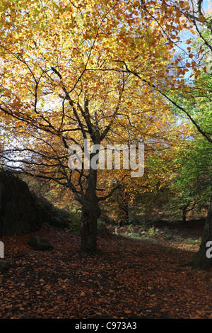 Faggio Fagus sylvatica in autunno Lake District Cumbria Regno Unito Foto Stock