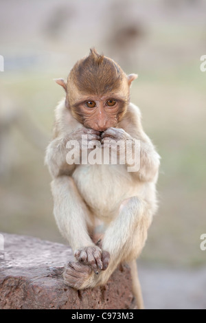 Un bambino scimmia macaco ,Thailandia Foto Stock